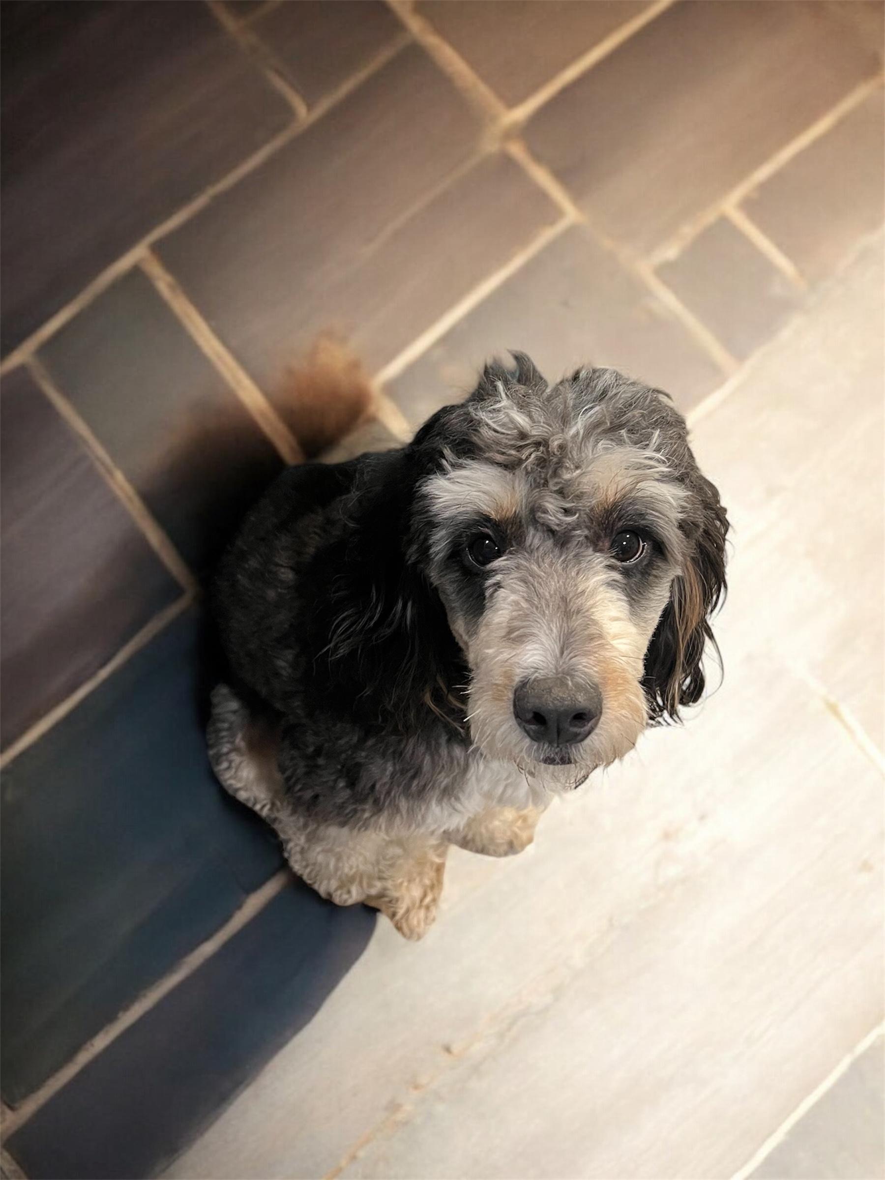 Enlarge Bernie, a ADOPTABLE Bernedoodle in richmond, ME image 3/6