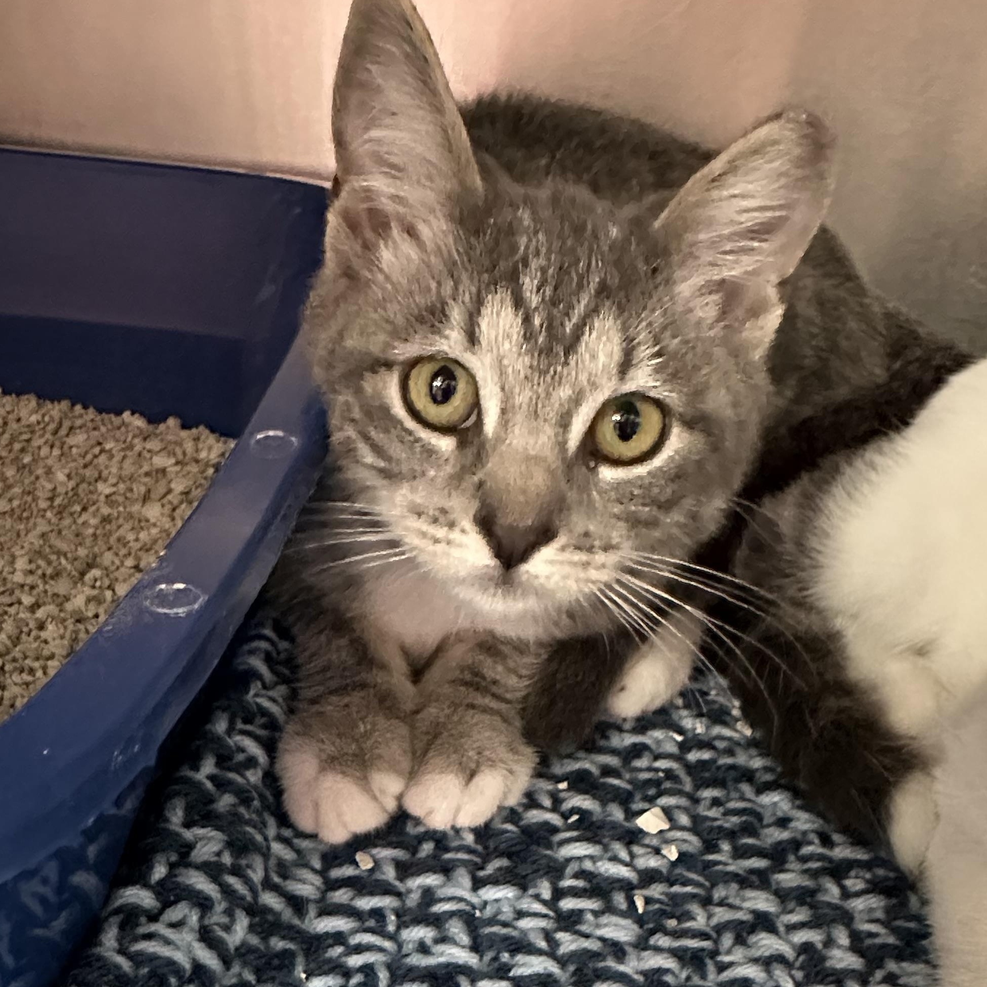 Enlarge Holly & Hailey, a Adopted Domestic Short Hair in Clifton, NJ image 5/6