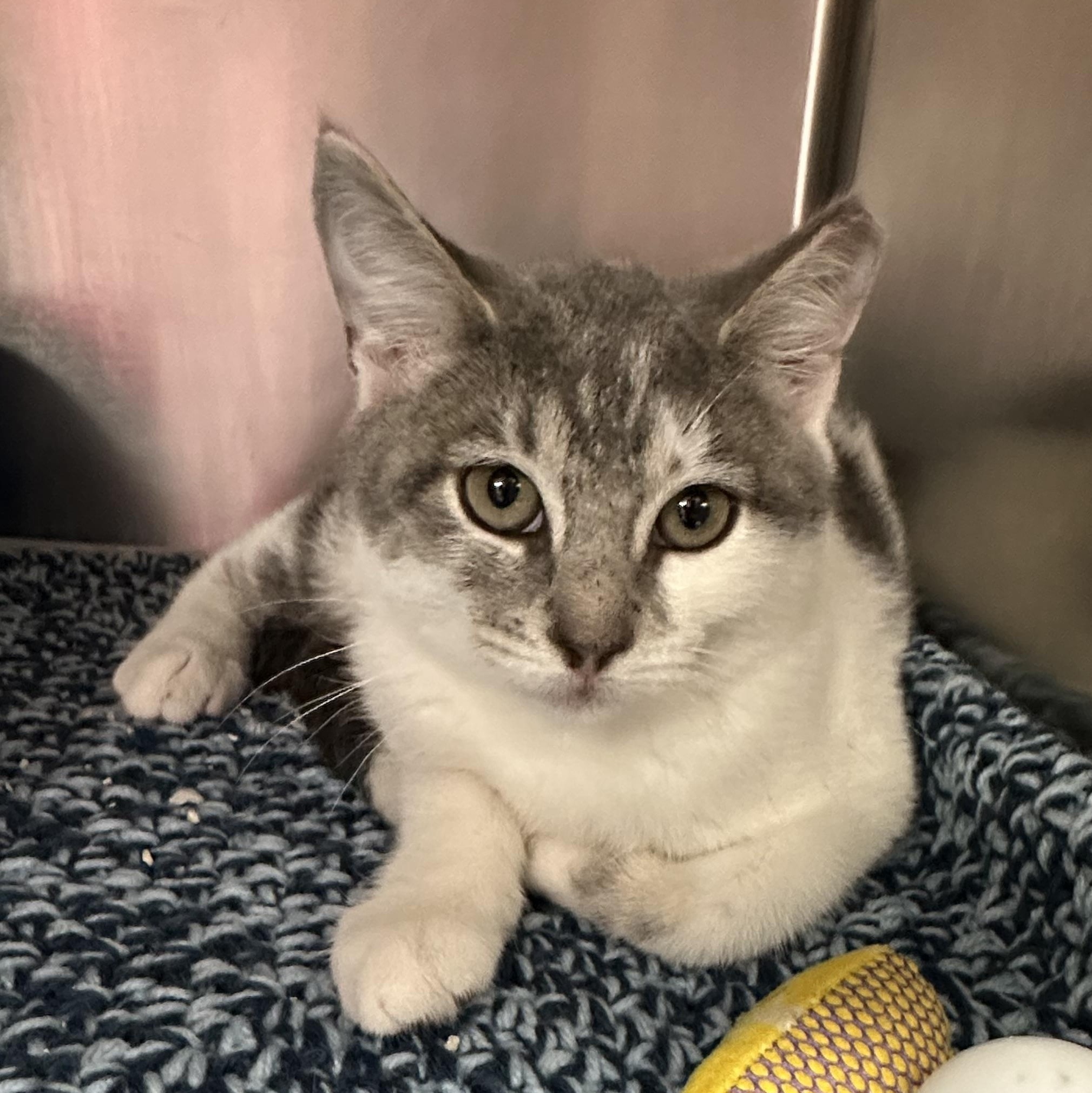 Enlarge Holly & Hailey, a Adopted Domestic Short Hair in Clifton, NJ image 6/6