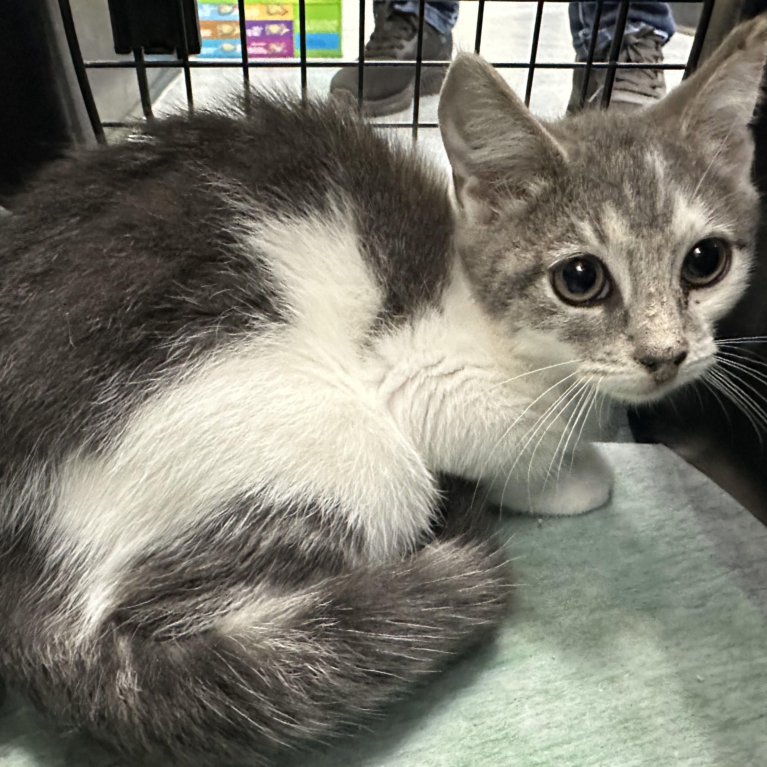 Enlarge Holly & Hailey, a Adoptable Domestic Short Hair in Clifton, NJ image 5/5