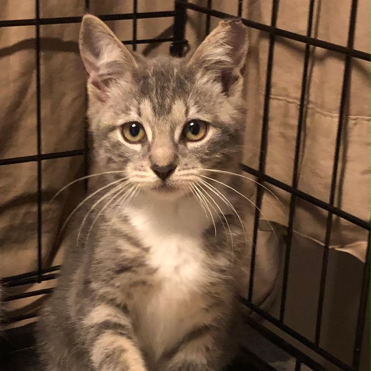 Enlarge Holly & Hailey, a Adoptable Domestic Short Hair in Clifton, NJ image 3/5