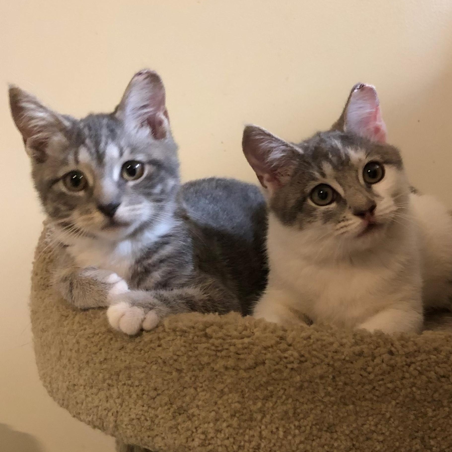 Holly & Hailey, Adoptable, Kitten Female Domestic Short Hair.