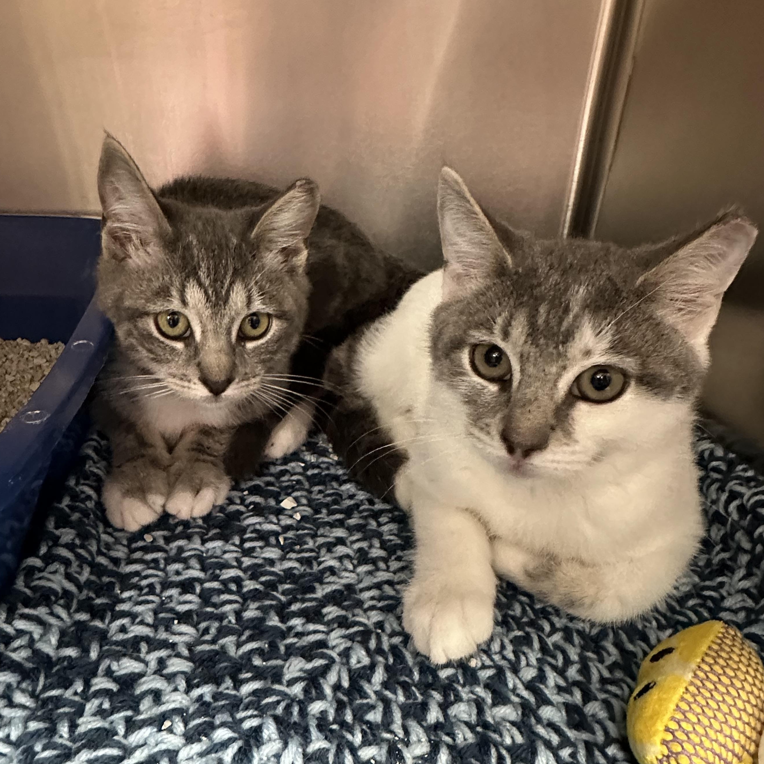 Enlarge Holly & Hailey, a Adopted Domestic Short Hair in Clifton, NJ image 4/6