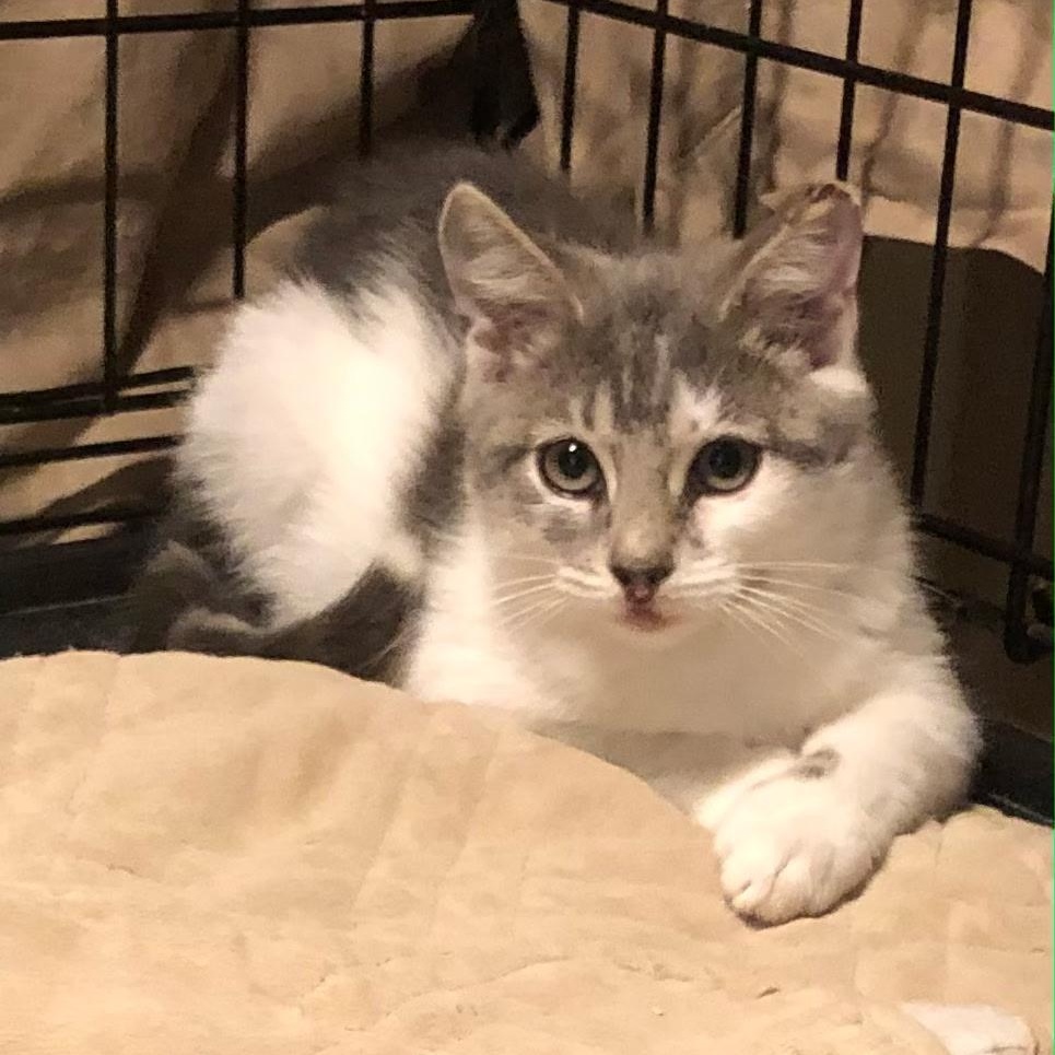 Enlarge Holly & Hailey, a Adoptable Domestic Short Hair in Clifton, NJ image 2/5