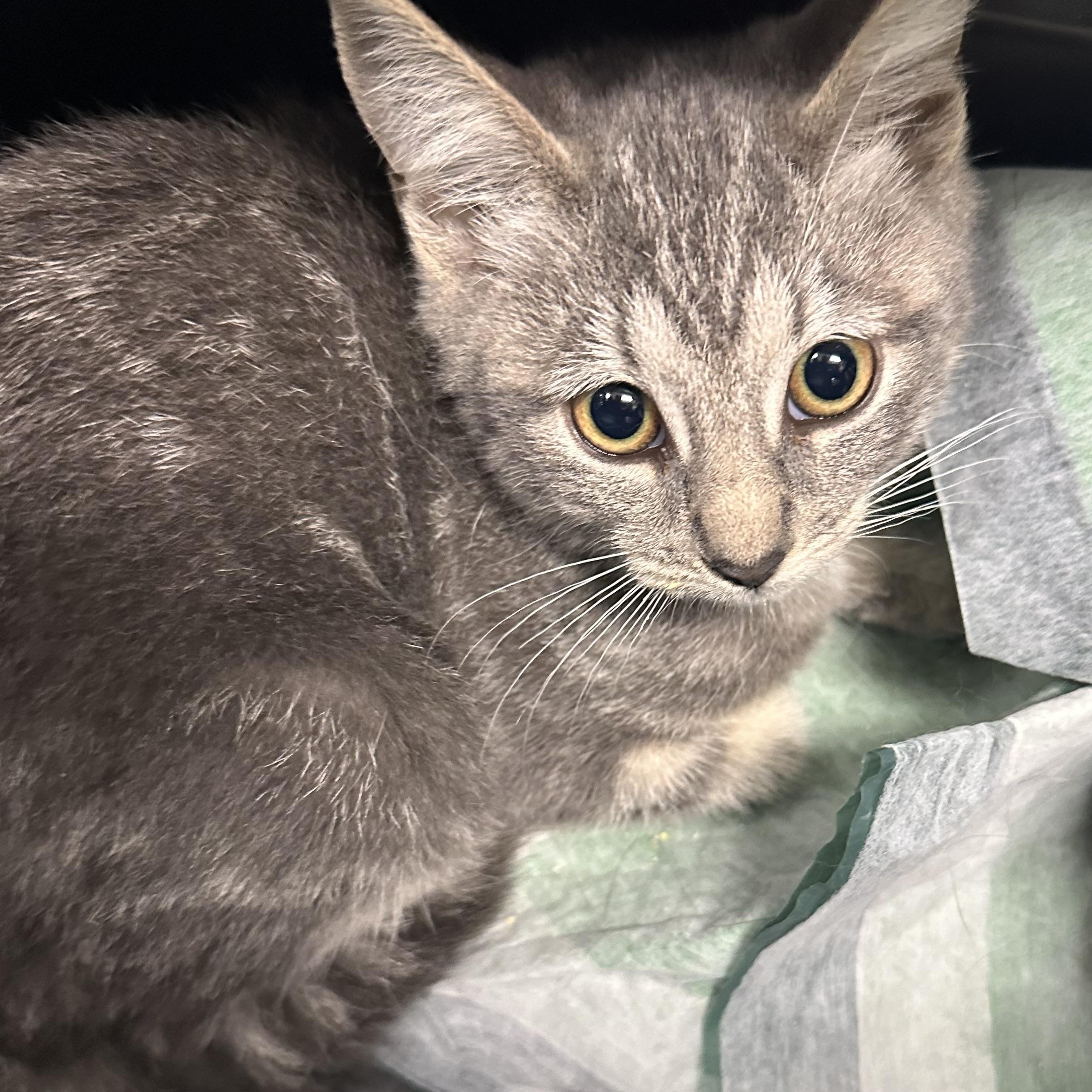 Enlarge Holly & Hailey, a Adoptable Domestic Short Hair in Clifton, NJ image 4/5