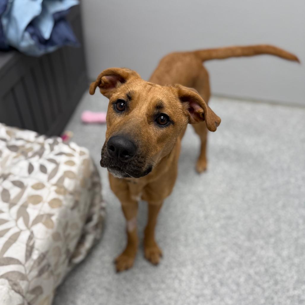 Enlarge Caramel, a Adoptable mixed breed in Monticello, IA image 1/6