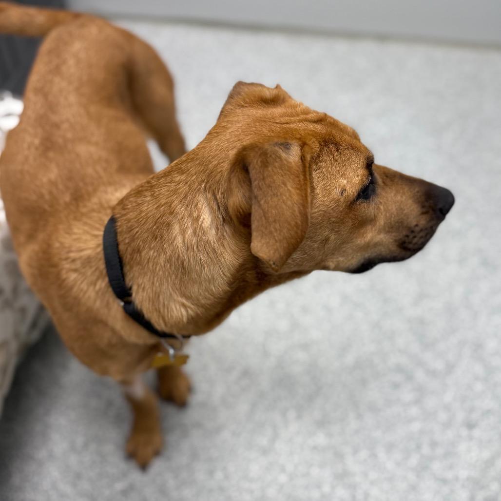 Enlarge Caramel, a Adoptable mixed breed in Monticello, IA image 3/6