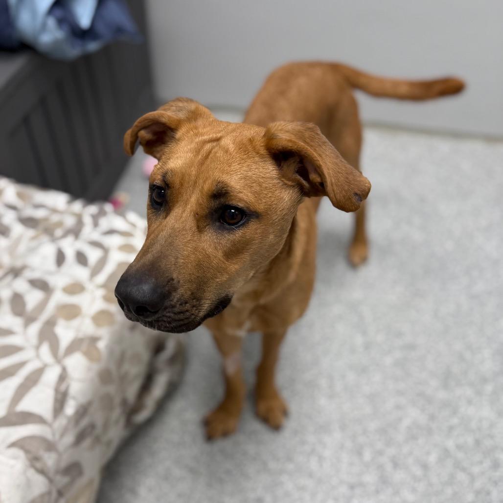 Enlarge Caramel, a Adoptable mixed breed in Monticello, IA image 5/6