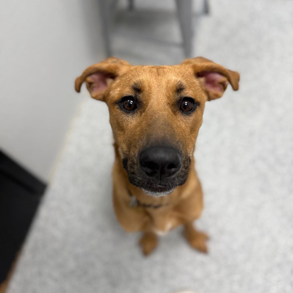 Enlarge Caramel, a Adoptable mixed breed in Monticello, IA image 4/6
