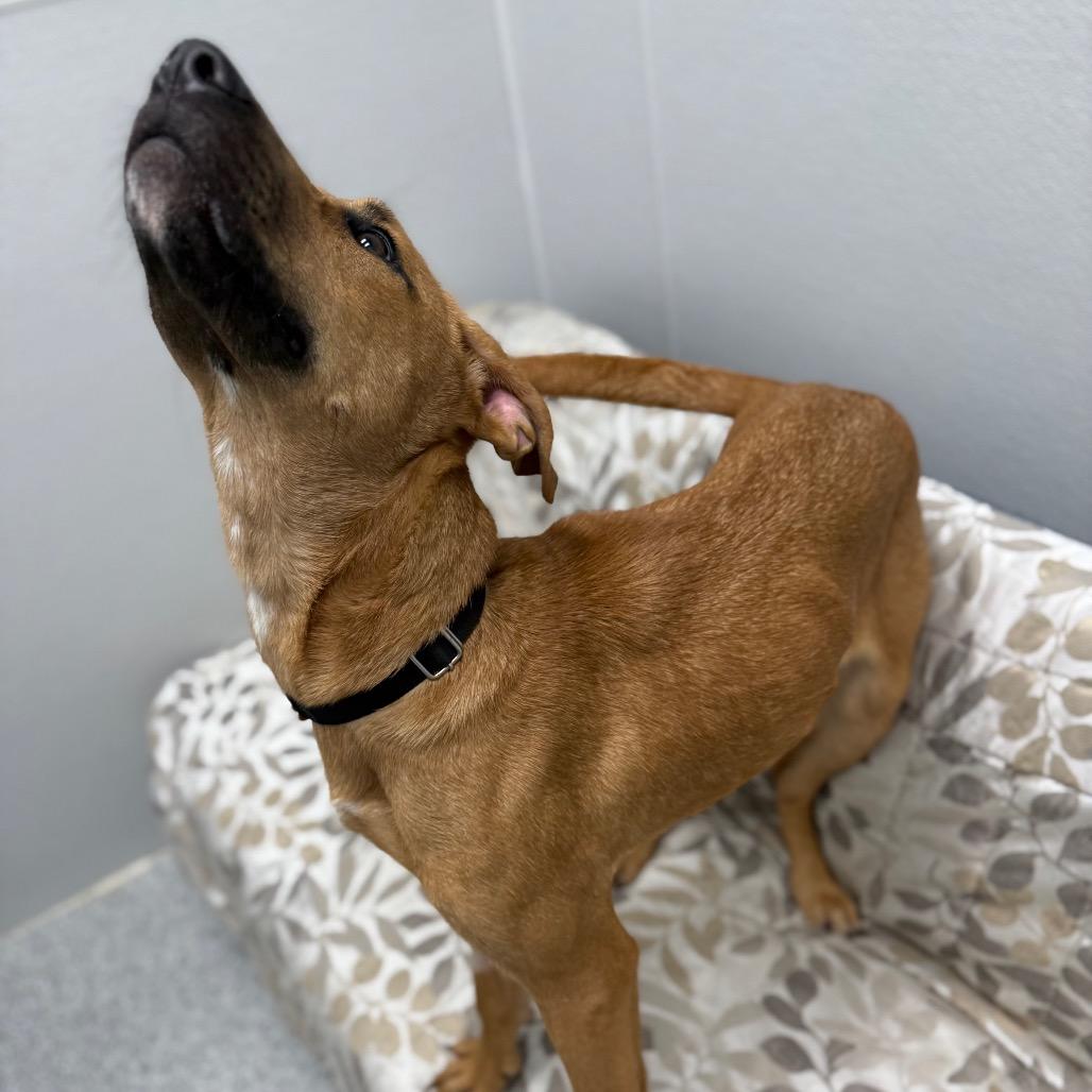 Enlarge Caramel, a Adoptable mixed breed in Monticello, IA image 6/6