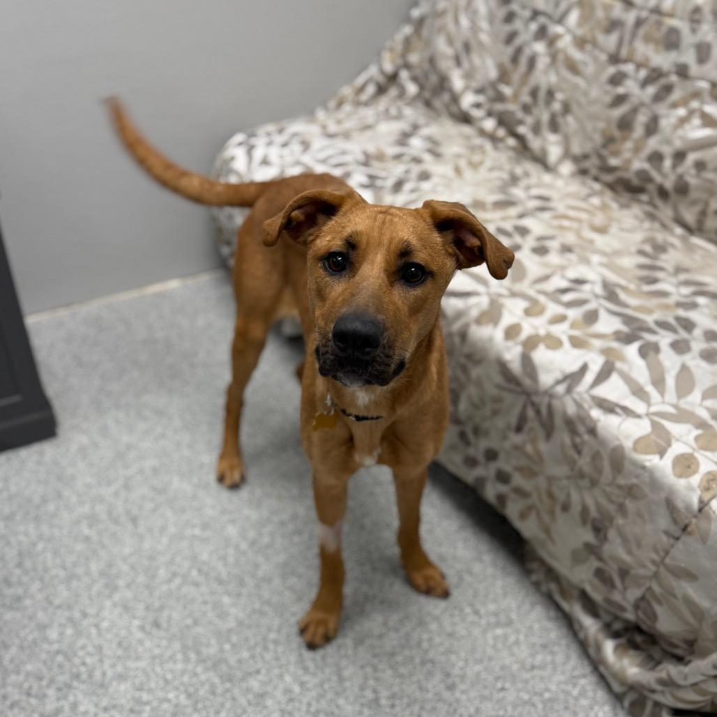 Enlarge Caramel, a Adoptable mixed breed in Monticello, IA image 2/6