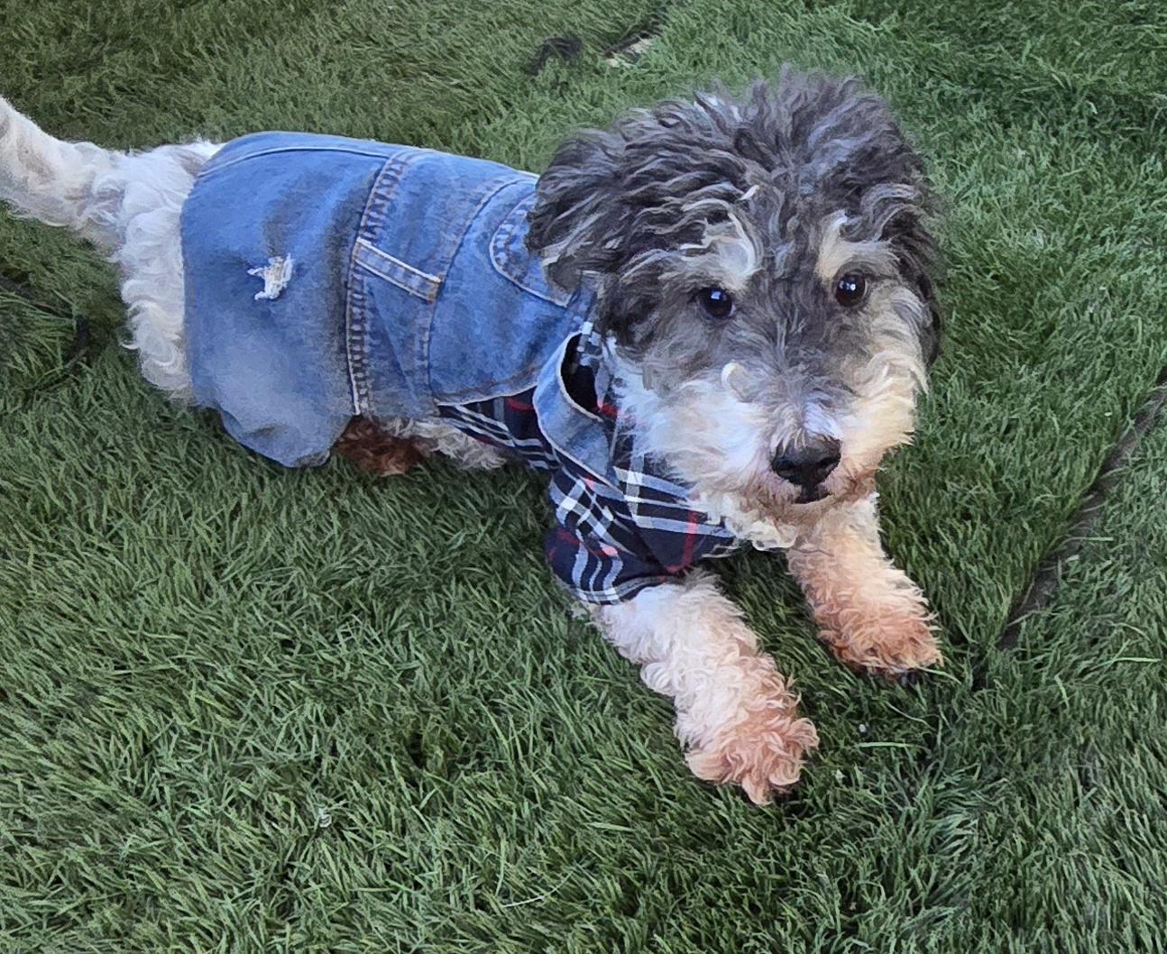 Koko, ADOPTABLE, Young Male Cockapoo.