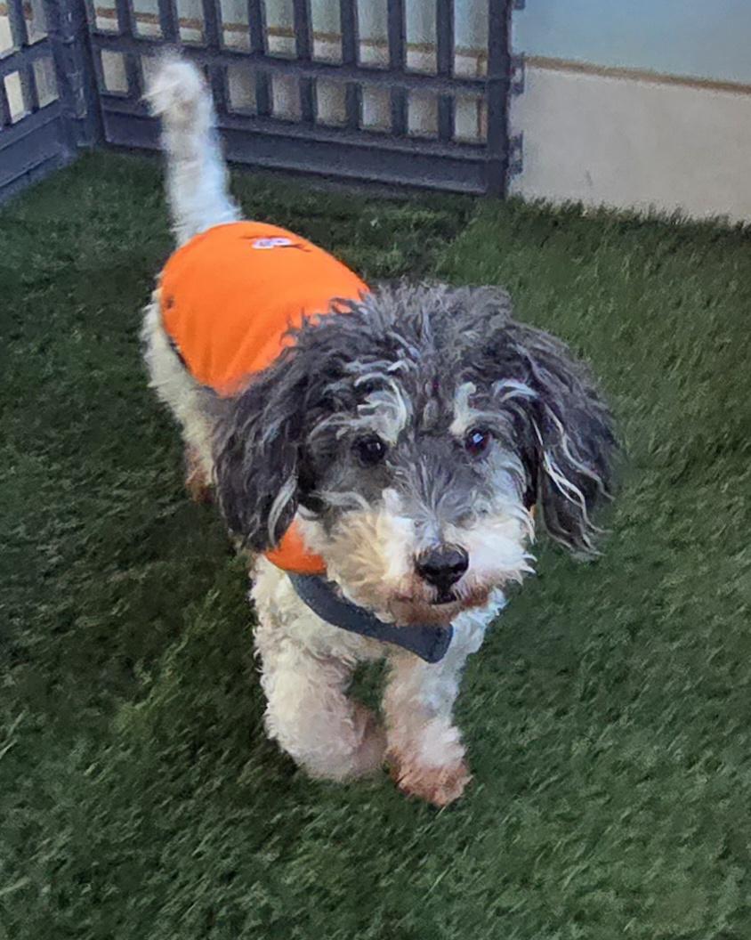Enlarge Koko, a ADOPTABLE Cockapoo in Fallbrook, CA image 2/6