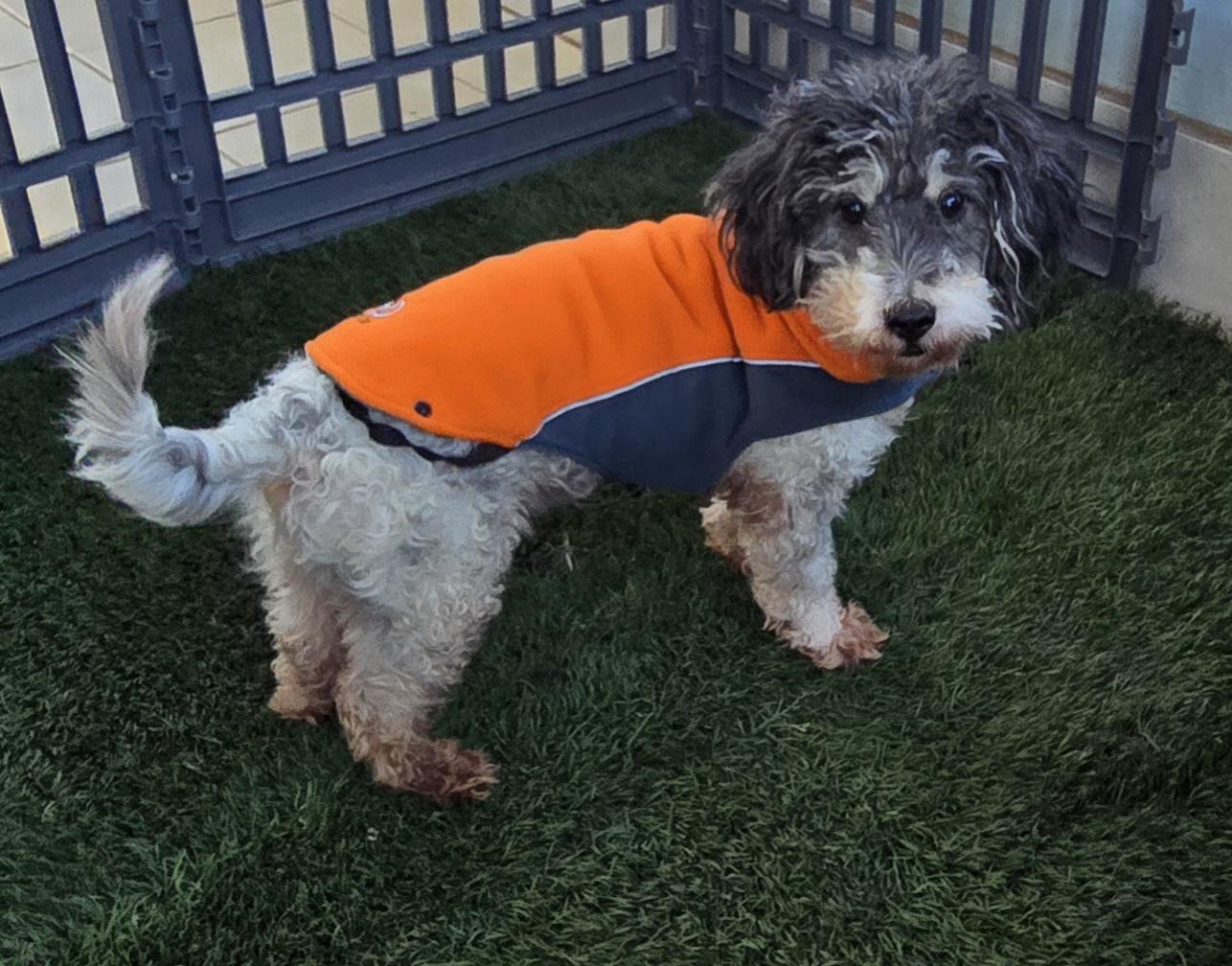Enlarge Koko, a ADOPTABLE Cockapoo in Fallbrook, CA image 3/6