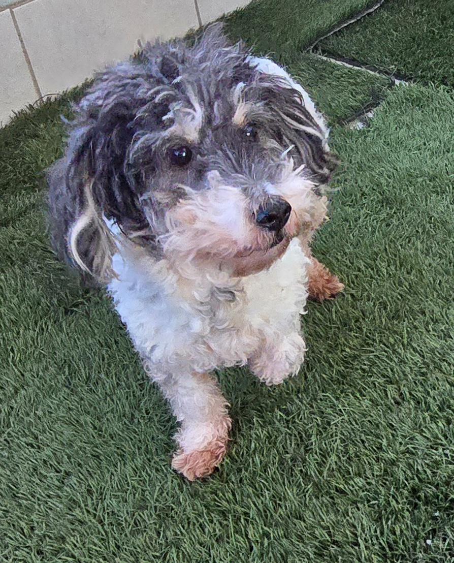 Enlarge Koko, a ADOPTABLE Cockapoo in Fallbrook, CA image 4/6