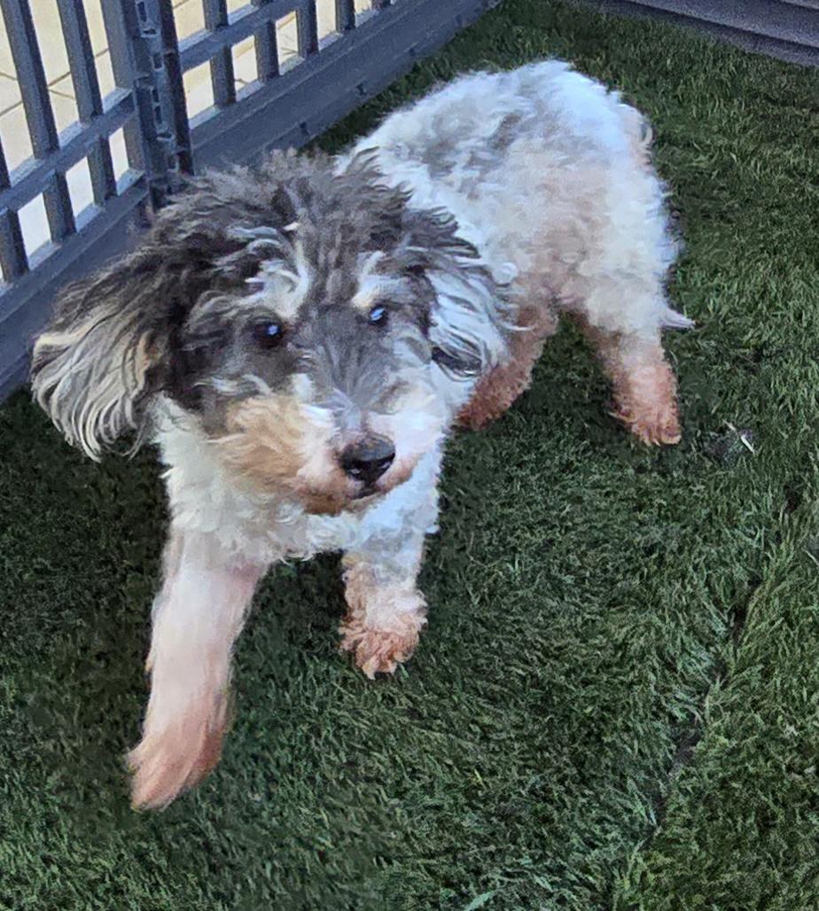 Enlarge Koko, a ADOPTABLE Cockapoo in Fallbrook, CA image 5/6