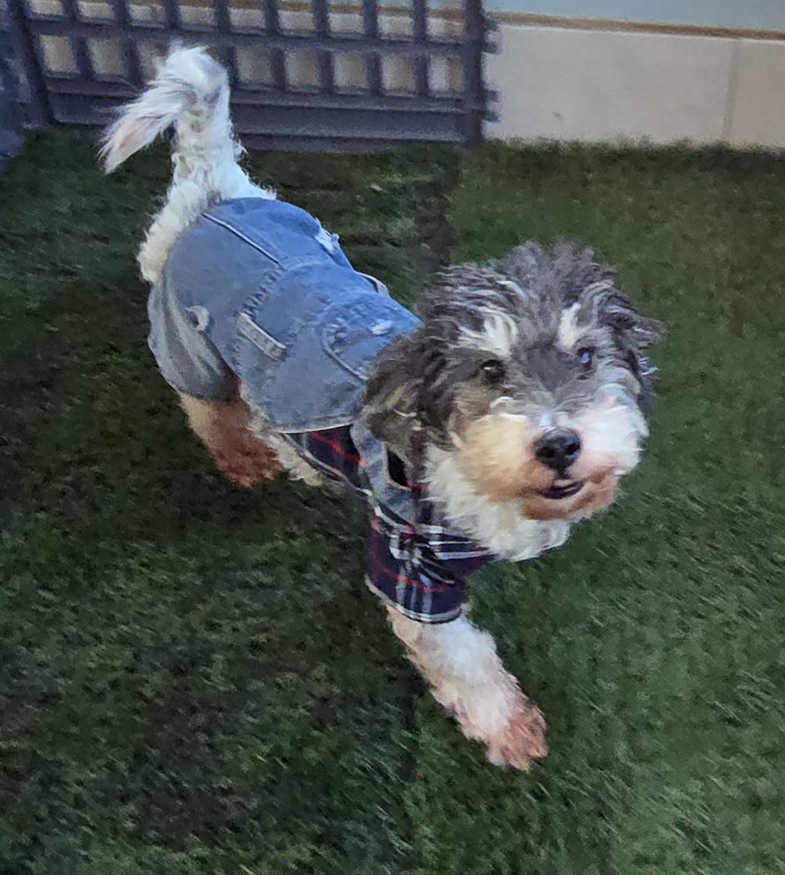 Enlarge Koko, a ADOPTABLE Cockapoo in Fallbrook, CA image 6/6