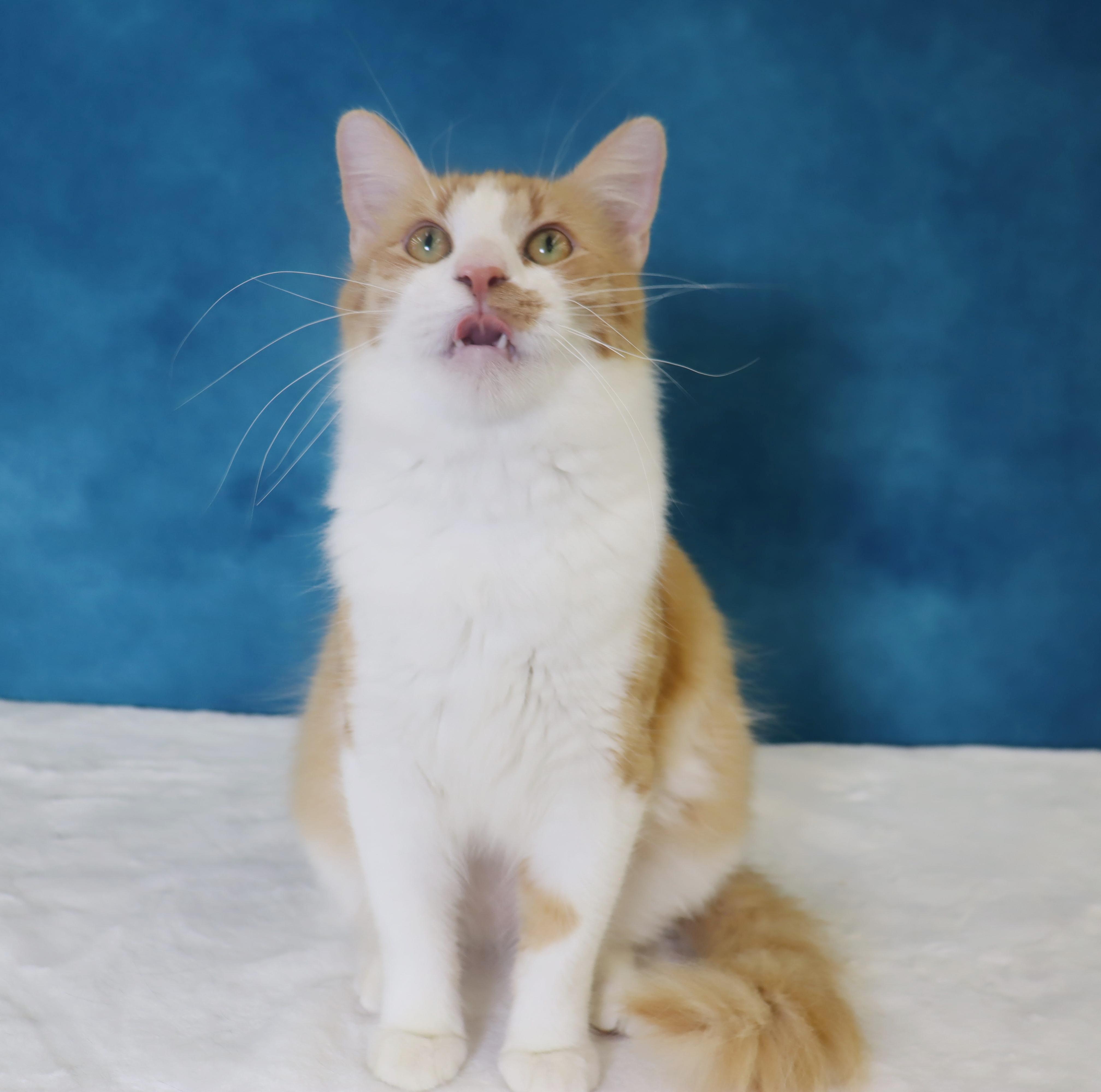 Enlarge Cheerio - Ultra loving and friendly Lap Kitty, a ADOPTABLE mixed breed in League City, TX image 5/6