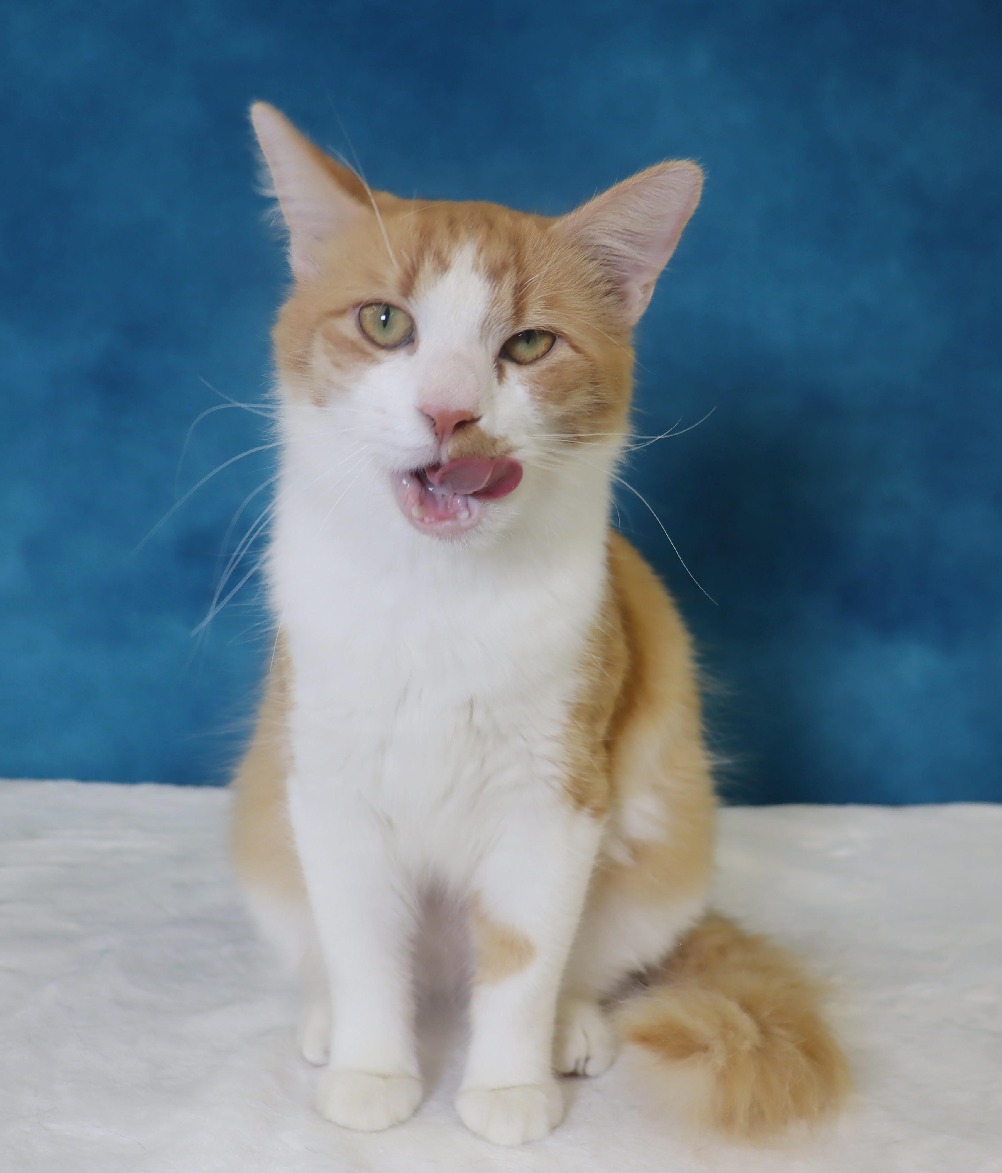 Enlarge Cheerio - Ultra loving and friendly Lap Kitty, a ADOPTABLE mixed breed in League City, TX image 4/6