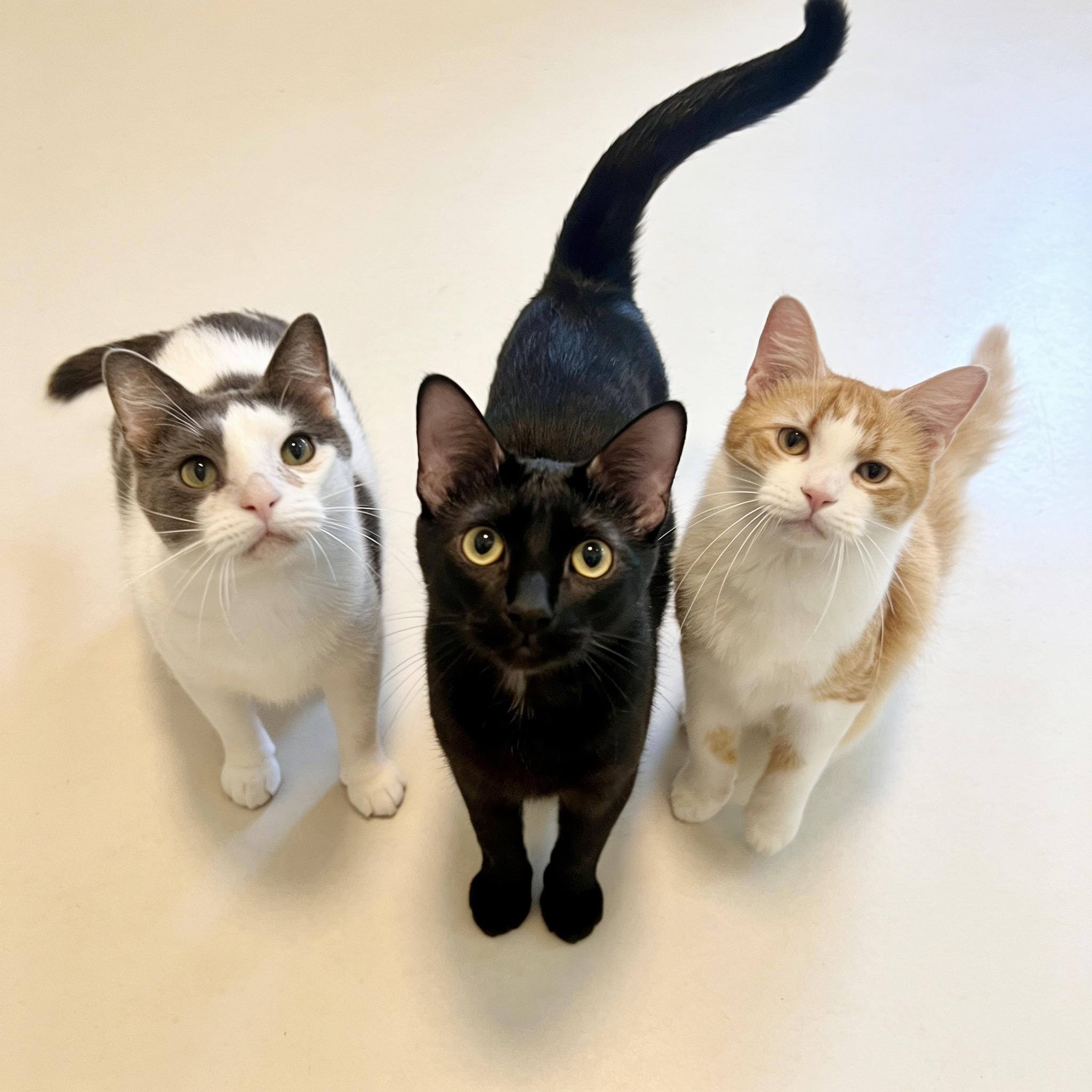 Enlarge Cheerio - Ultra loving and friendly Lap Kitty, a ADOPTABLE mixed breed in League City, TX image 6/6