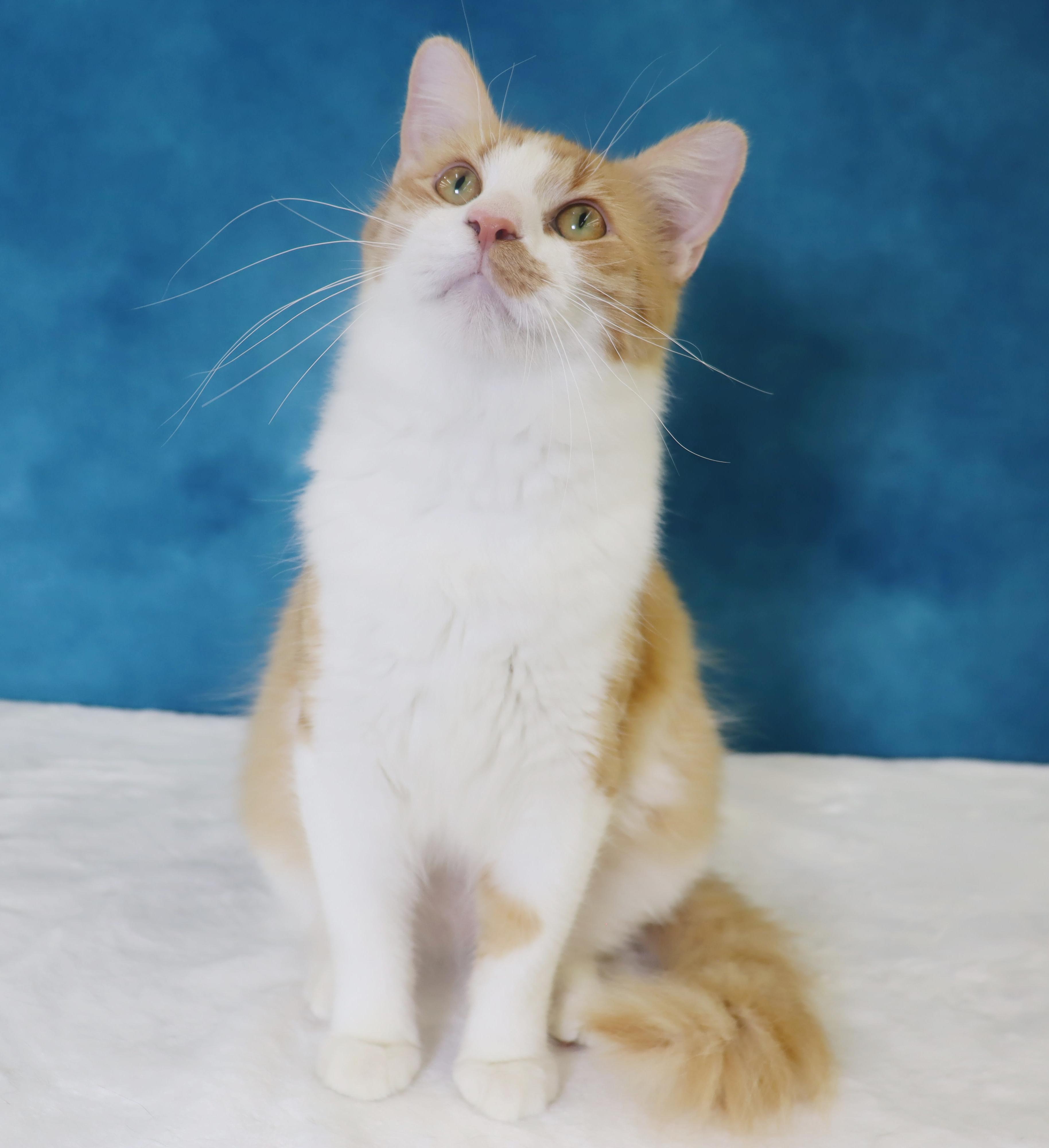 Cheerio - Ultra loving and friendly Lap Kitty, ADOPTABLE, Adult Male Domestic Medium Hair & Tabby.