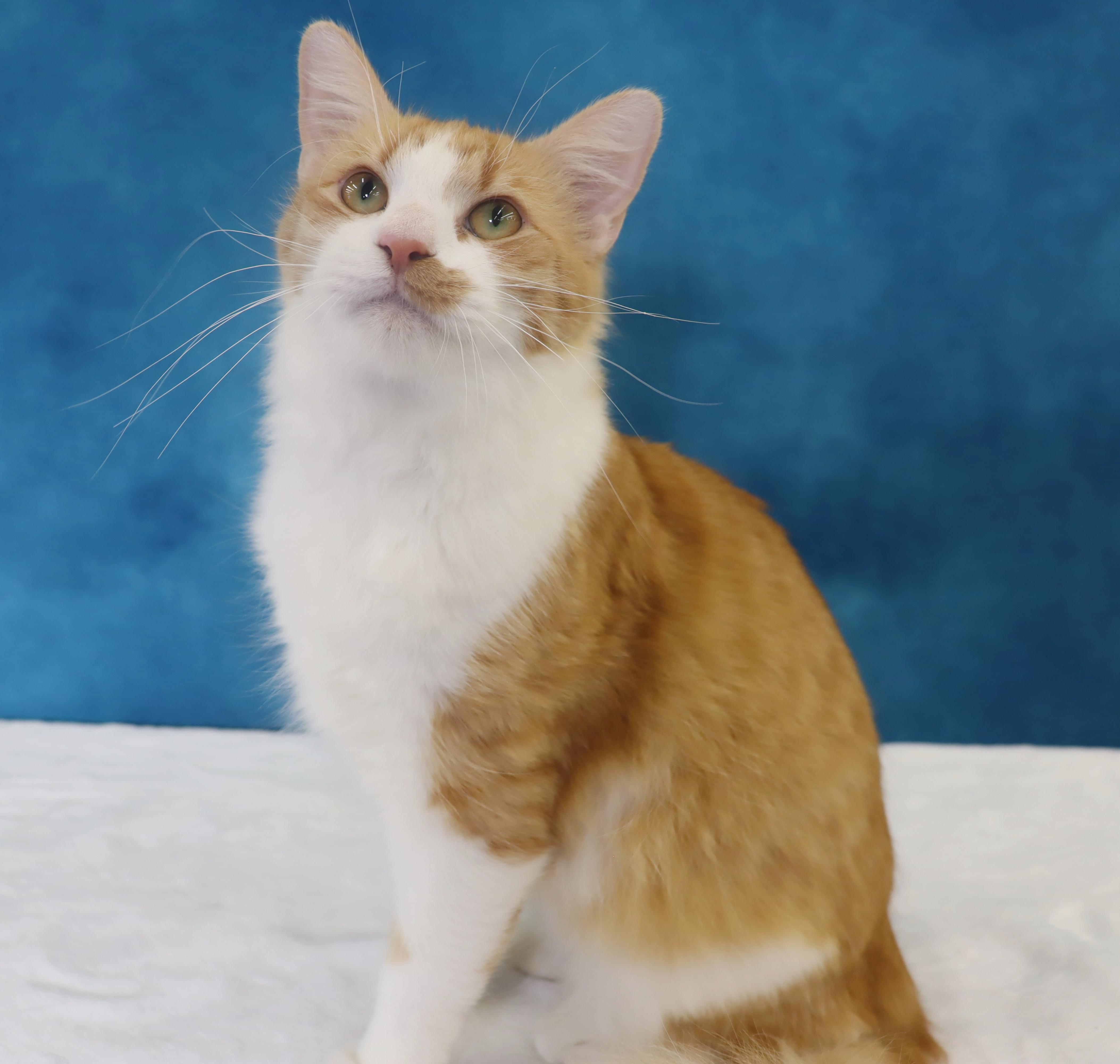 Enlarge Cheerio - Ultra loving and friendly Lap Kitty, a ADOPTABLE mixed breed in League City, TX image 3/6