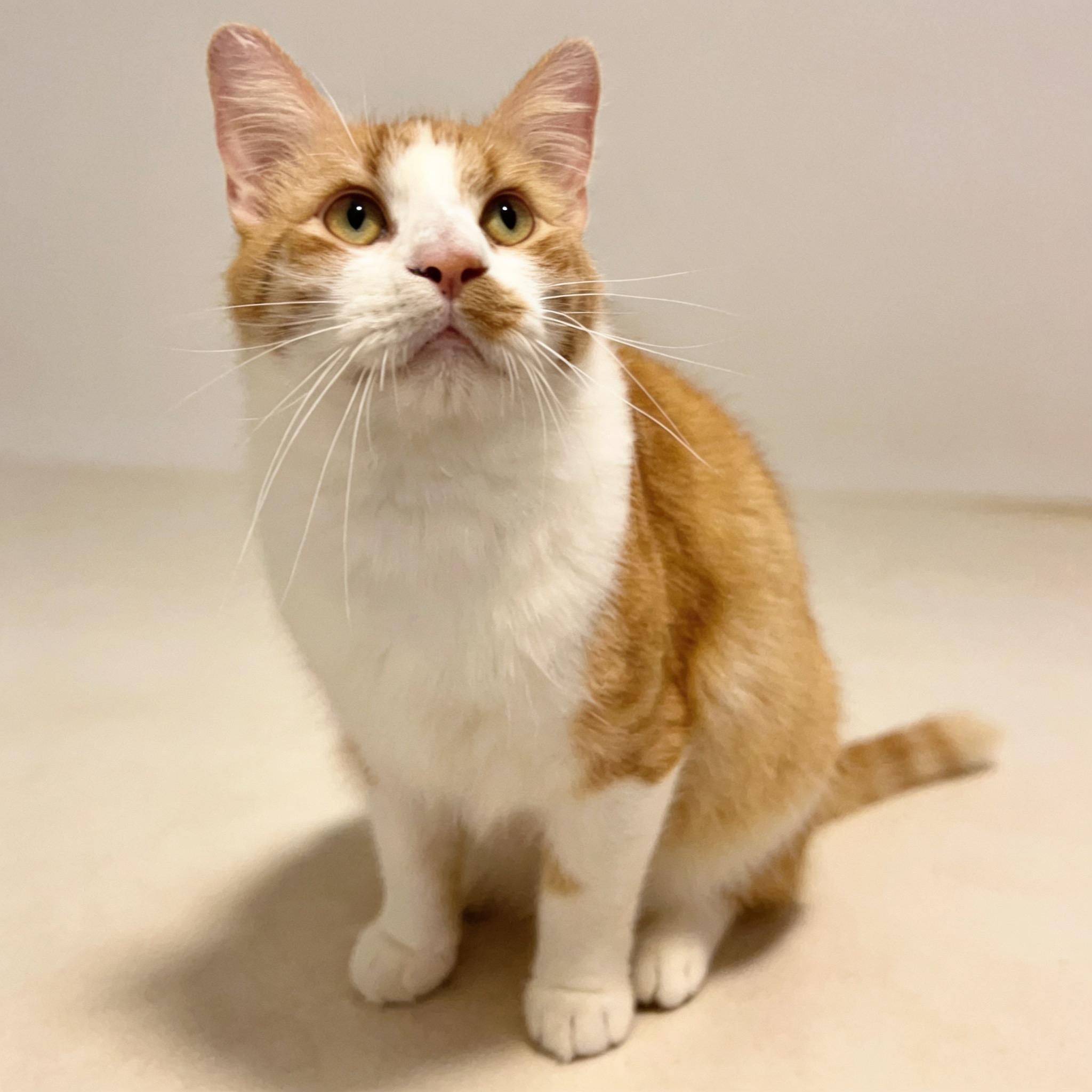 Enlarge Cheerio - Ultra loving and friendly Lap Kitty, a ADOPTABLE mixed breed in League City, TX image 2/6