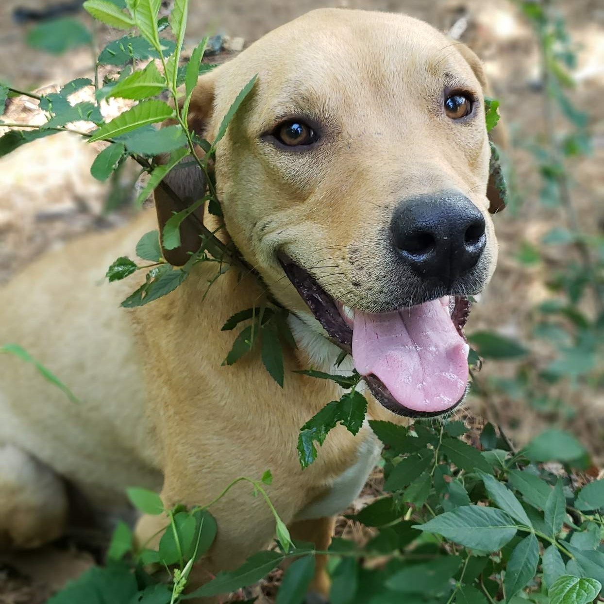 Rocco photo 2