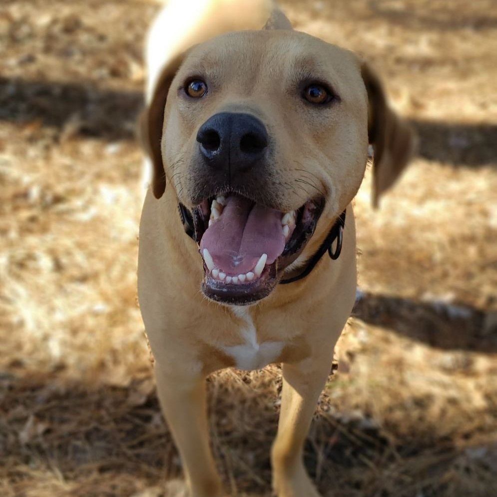 Rocco photo 4