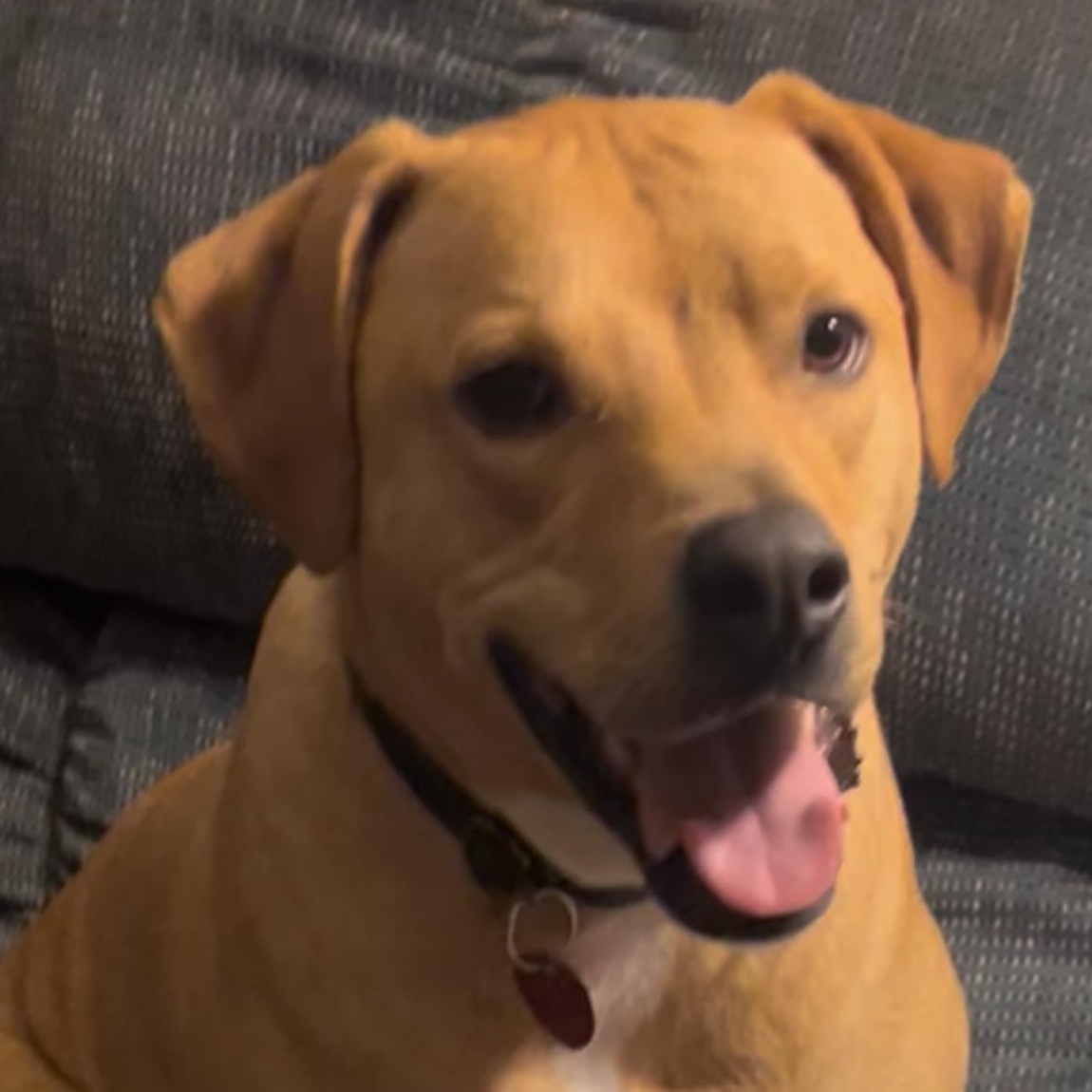 Rocco, an adoptable mixed breed in Little Rock, AR image 3/4