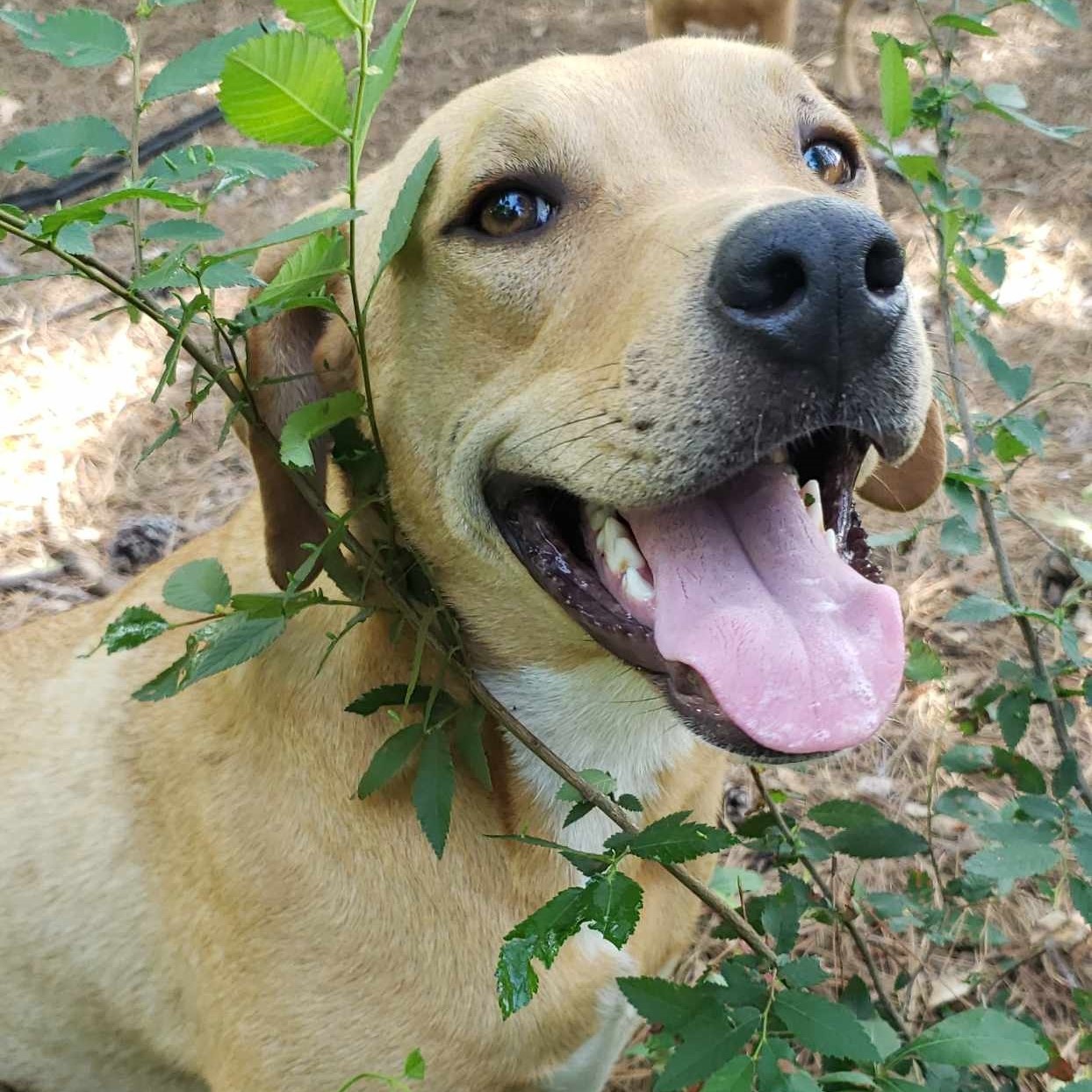 Rocco photo 3