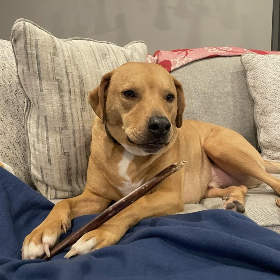 Rocco, adoptable, Adult Male Labrador Retriever & Hound.