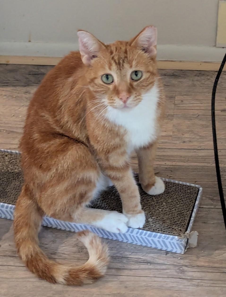 Salmon, ADOPTABLE, Adult Male Tabby.