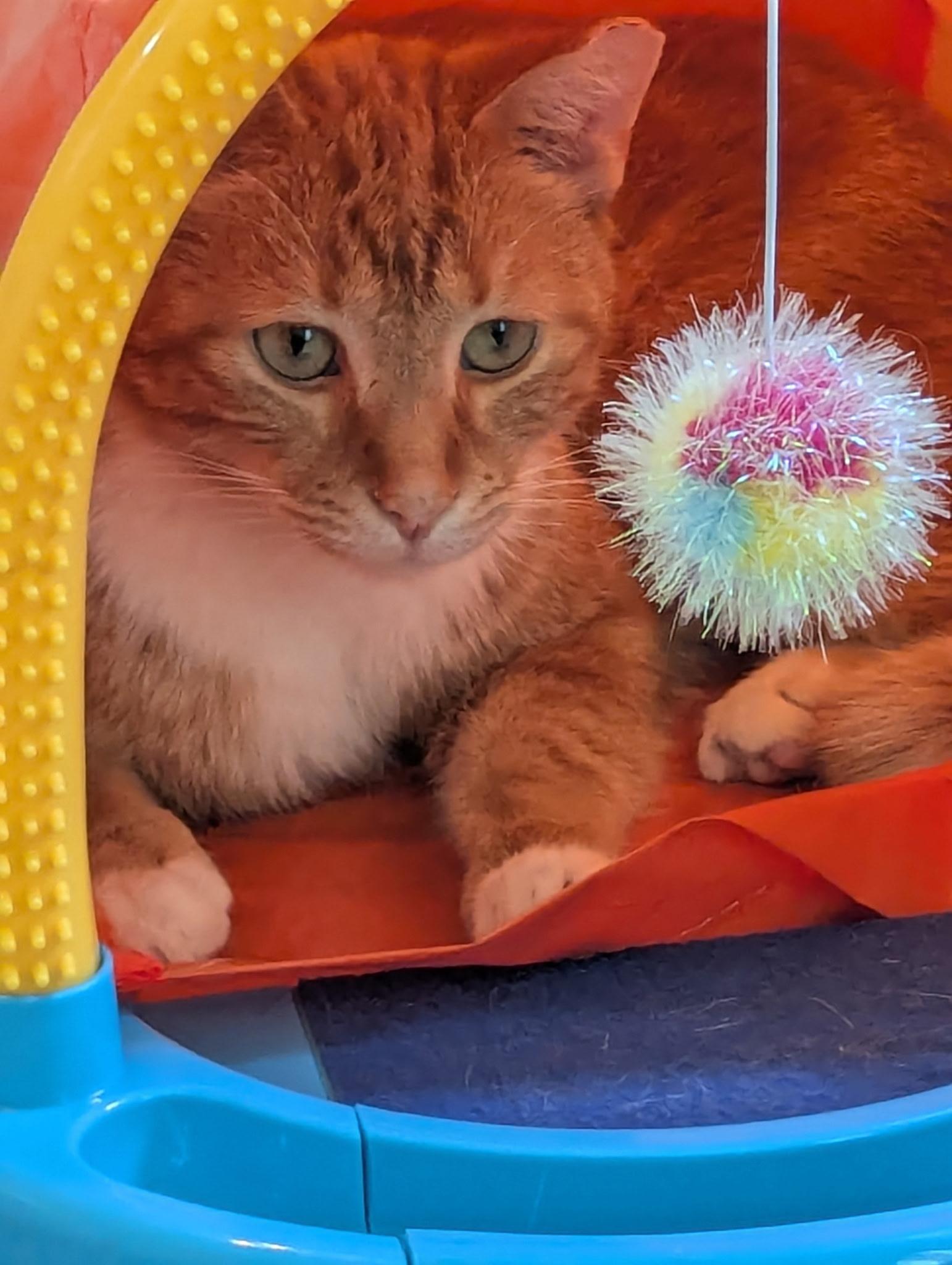 Salmon, a ADOPTABLE Tabby in Midland, MI image 4/6