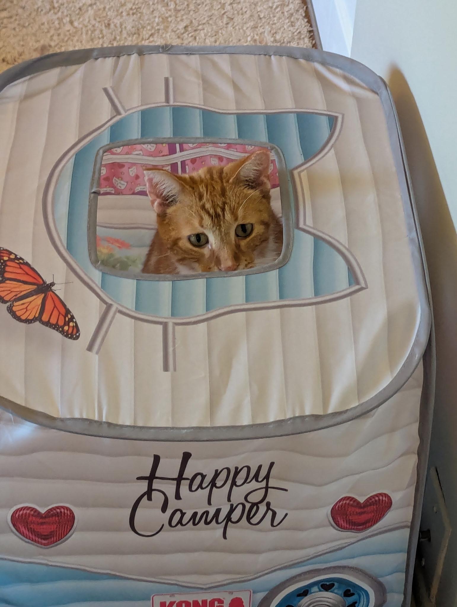 Salmon, a ADOPTABLE Tabby in Midland, MI image 5/6