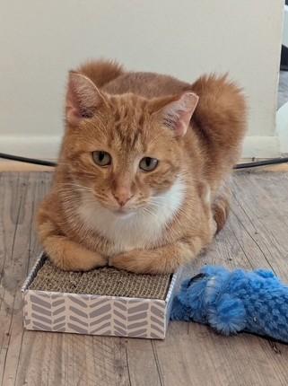 Salmon, ADOPTABLE, Adult Male Tabby.