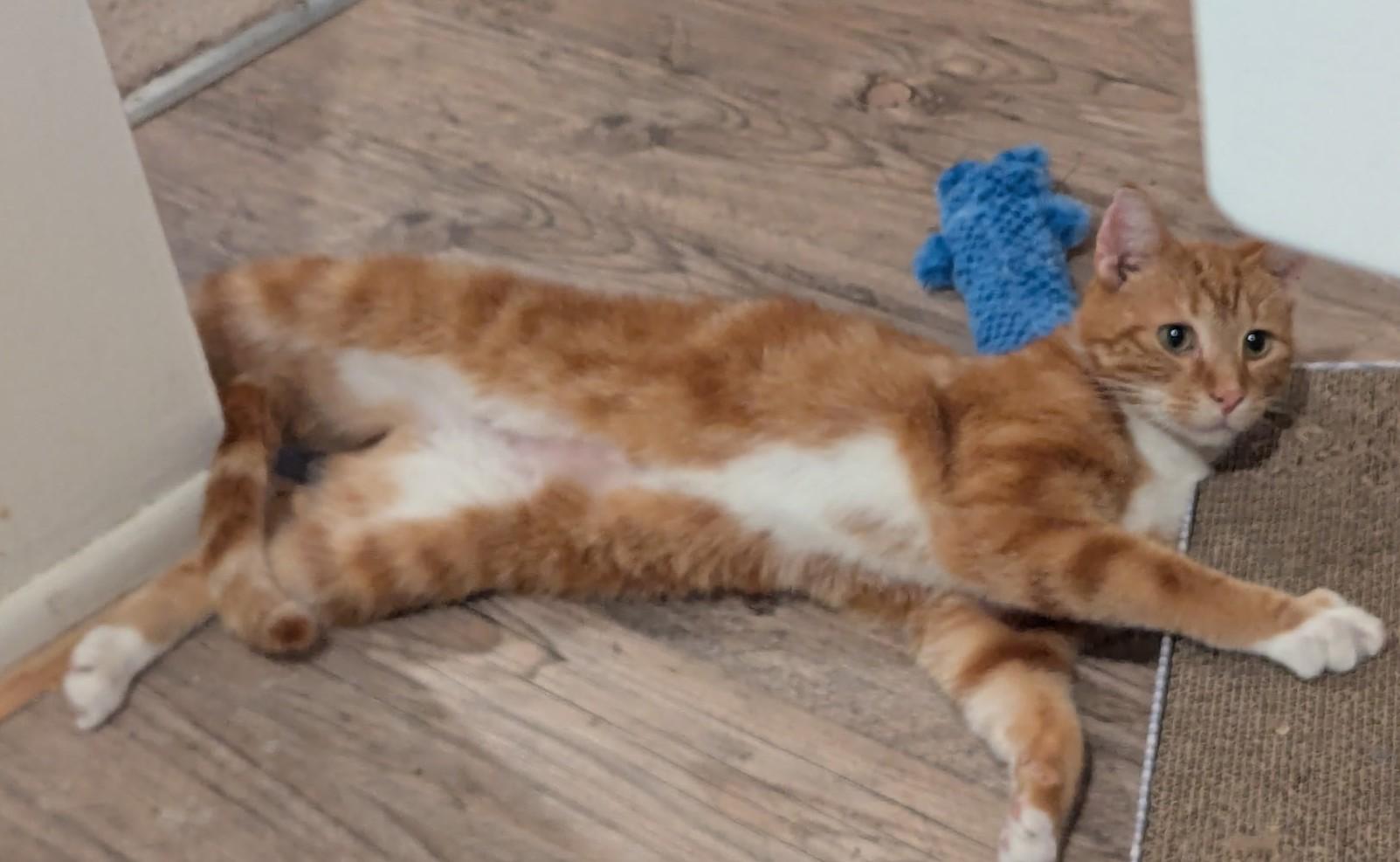 Salmon, a ADOPTABLE Tabby in Midland, MI image 3/6