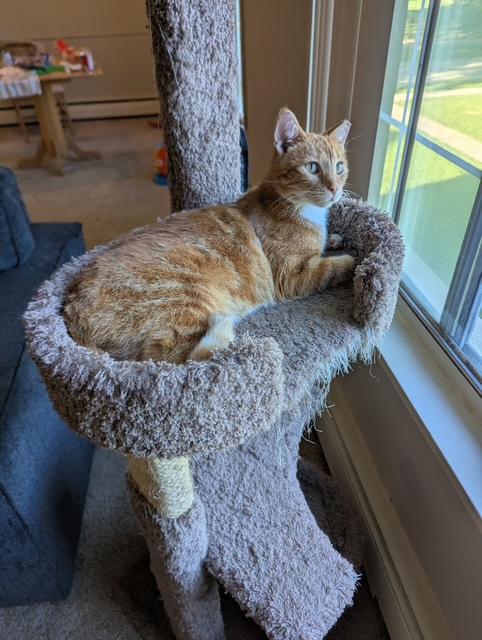 Salmon, a ADOPTABLE Tabby in Midland, MI image 6/6