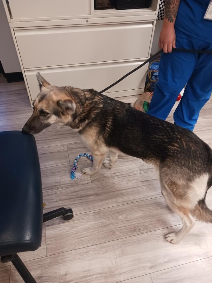 Enlarge Cassidy, a Adoptable mixed breed in HAMBURG, PA image 4/6