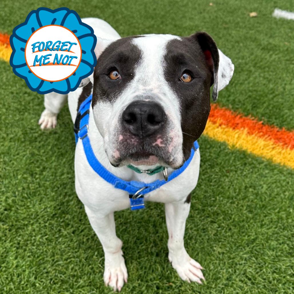 Kira, a Adoptable Pit Bull Terrier in Baltimore, MD image 1/3