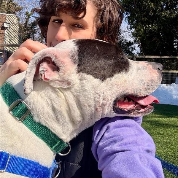 Kira, a Adoptable Pit Bull Terrier in Baltimore, MD image 2/3