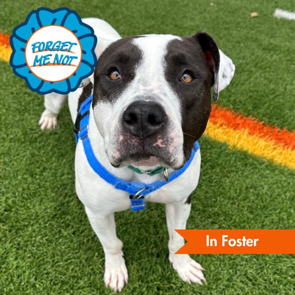 Enlarge Kira, a Adoptable Pit Bull Terrier in Baltimore, MD image 3/6