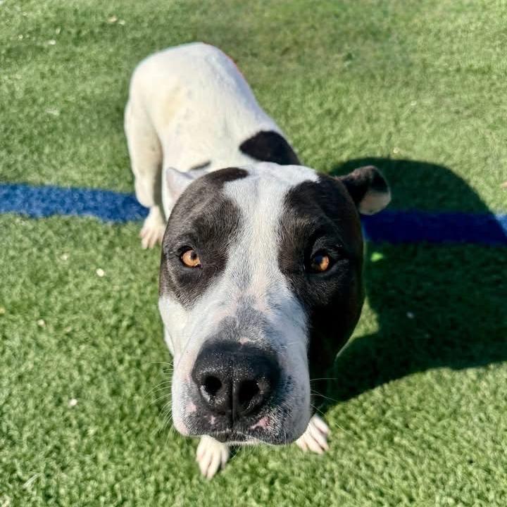 Kira, a Adoptable Pit Bull Terrier in Baltimore, MD image 3/3