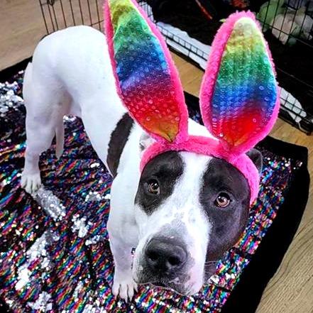 Enlarge Kira, a Adoptable Pit Bull Terrier in Baltimore, MD image 4/6