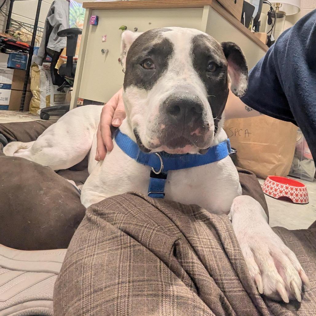 Enlarge Kira, a Adoptable Pit Bull Terrier in Baltimore, MD image 5/6