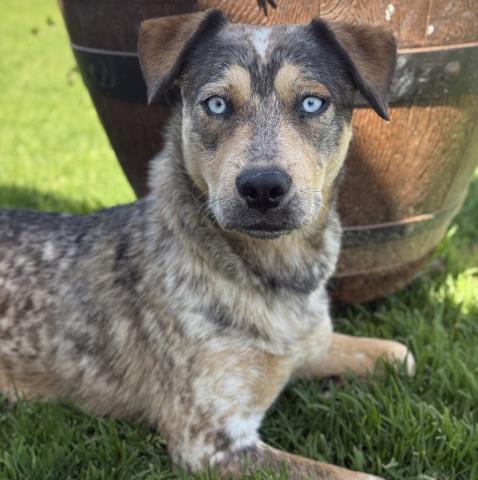 Enlarge WINDY, a Adoptable mixed breed in Camarillo, CA image 1/1