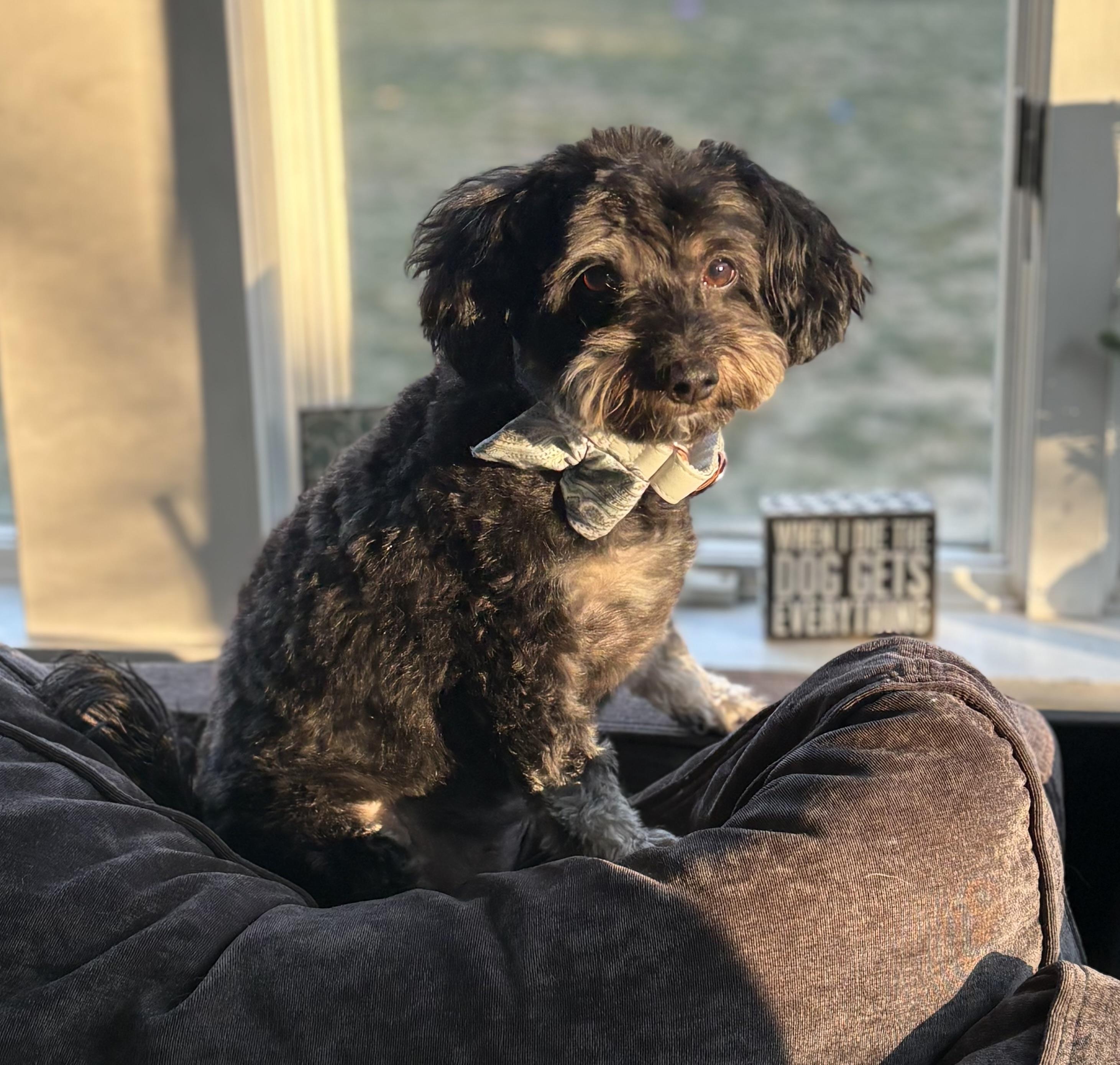 Enlarge Logan Anthony, an adopted Maltipoo in Chelmsford, MA image 1/1
