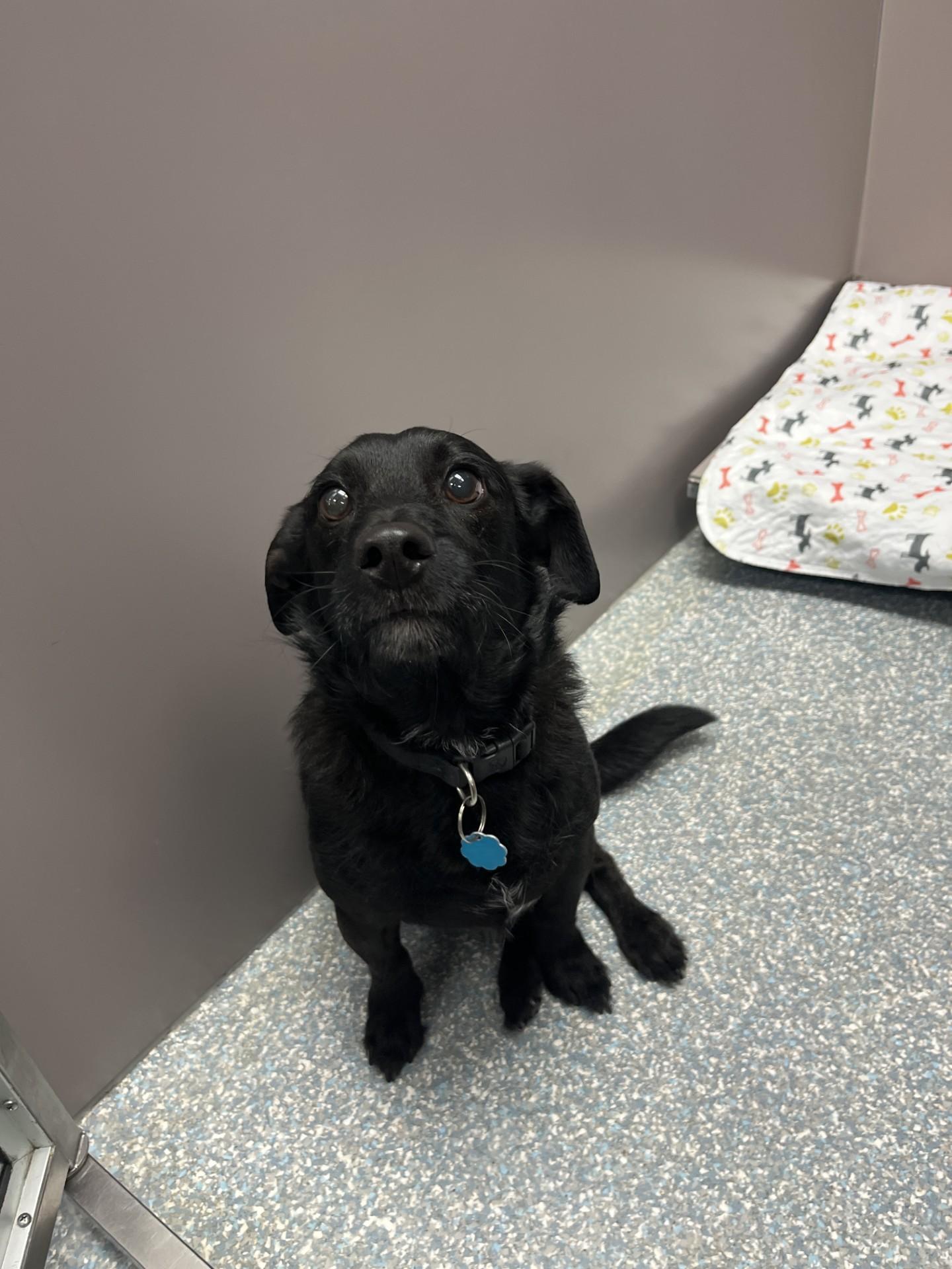 Enlarge Lucky, a ADOPTABLE mixed breed in Allen, TX image 1/1