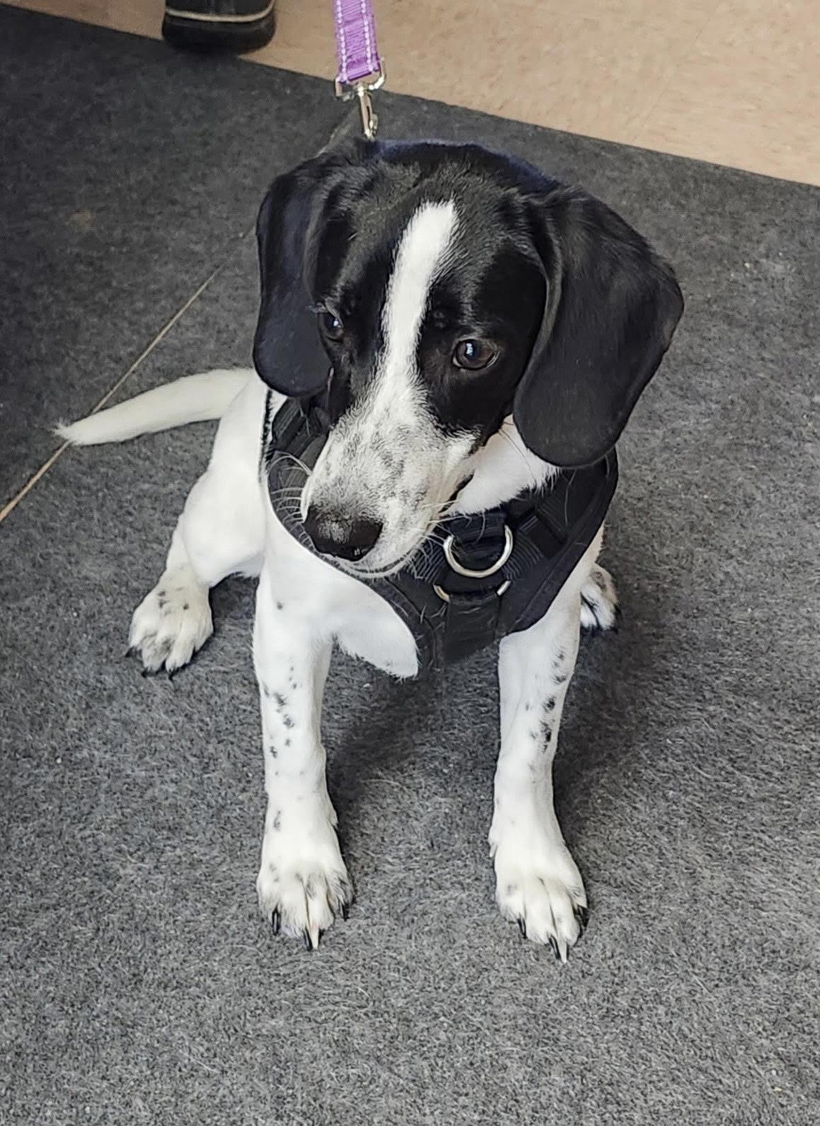 Enlarge Rescue Maureen, a ADOPTABLE Beagle in Batavia, NY image 1/1