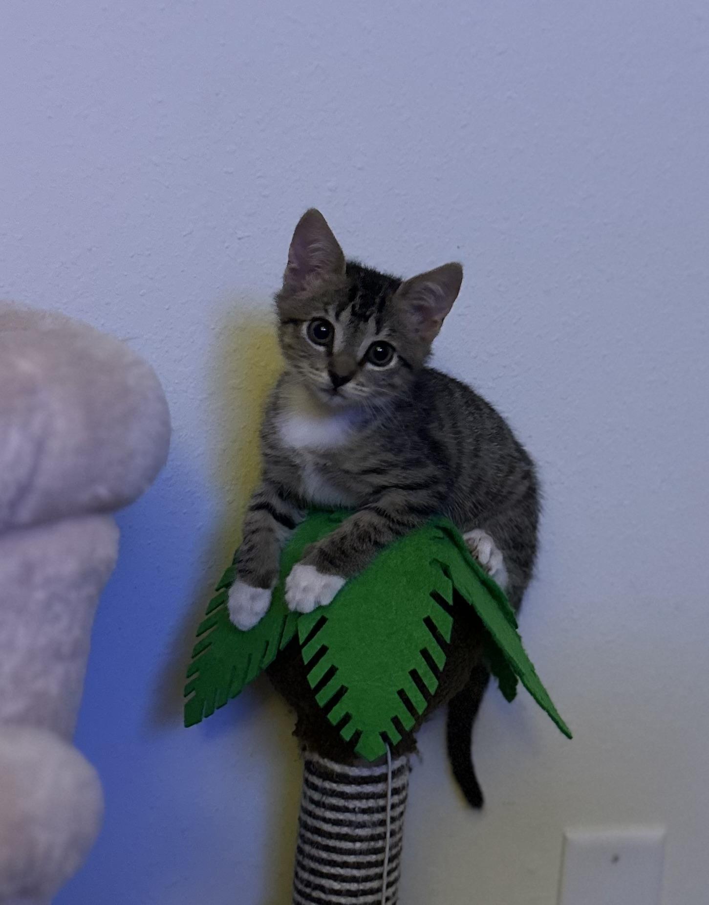 Enlarge Cinnamon, an adopted Tabby in Wimauma, FL image 5/6